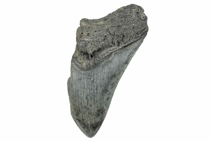 Partial Megalodon Tooth - South Carolina #272548